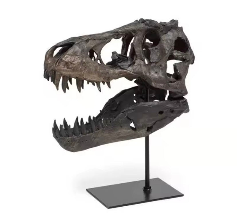 Dinosaur skull fossil trophy on a stand